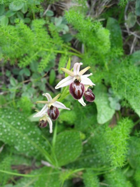 Ophrys exaltata